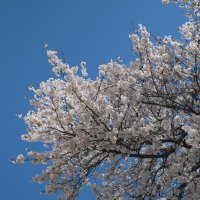 桜満開