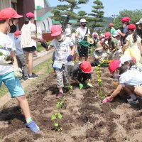 夏花壇　サルビアやマリーゴールドを植えました