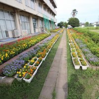 花壇やプランターの花の数が増えてきましたね！