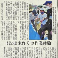 茨城新聞に　５年生の米作り（脱穀）の様子が載りました