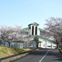 ３月２８日（火）　世矢小　満開の桜