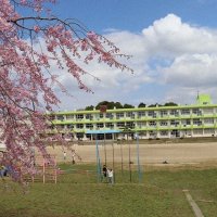 校庭の桜が満開です！