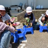 ２年２組　苗植え