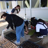 苗の仮植やプランターの片付け作業，ありがとうございます！