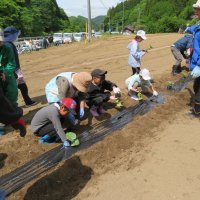 里川カボチャ定植に行ってきました。