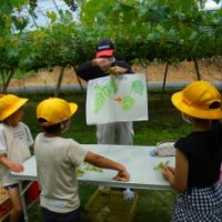 ３年生　ぶどう園の見学（１回目）