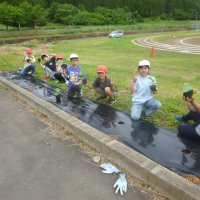 学校で、カボチャの苗を植えました。