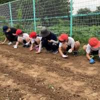 今年もホウキモロコシ　秋が待ち遠しいです