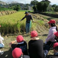 ９月２４日（火）5年総合的な学習の時間「ス米ルプロジェクト・稲刈り」